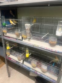 Allevamento canarini