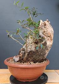 Bonsai