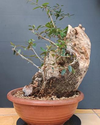 Bonsai