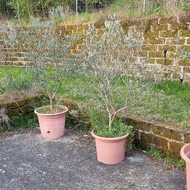 piante olivo 7/9 anni var. Brisighella