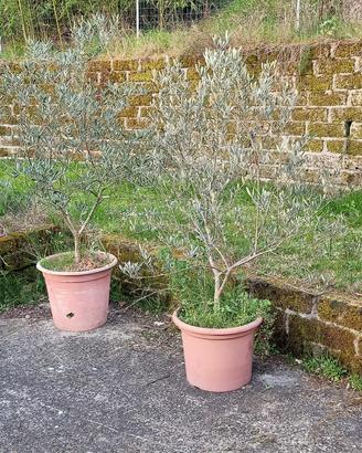 piante olivo 7/9 anni var. Brisighella