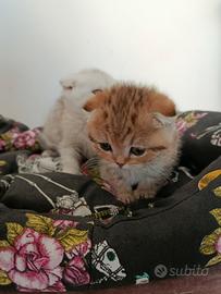 Cuccioli di gattini scottish straight e fold