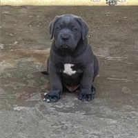 Cuccioli di cane corso,hanno 50 giorni