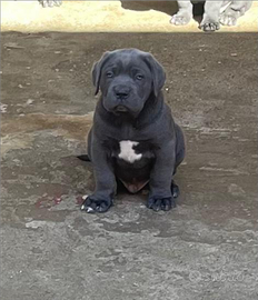 Cuccioli di cane corso,hanno 50 giorni