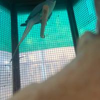 Parrocchetto dal collare