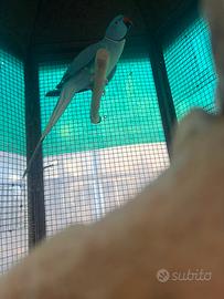 Parrocchetto dal collare