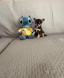 Chihuhua mini mini toy