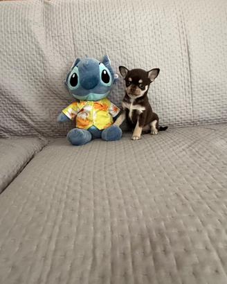 Chihuhua mini mini toy