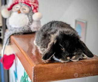 Coniglietti nani testa d'ariete