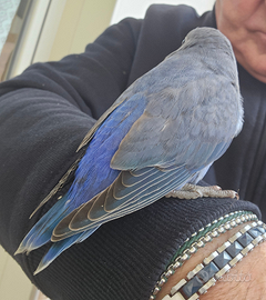 Inseparabile allevato a mano