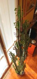 Euphorbia Trigona

