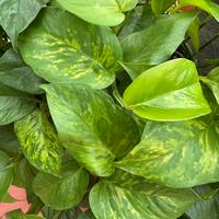 Porzioni di pothos e clorophitum