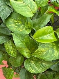 Porzioni di pothos e clorophitum