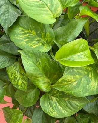 Porzioni di pothos e clorophitum