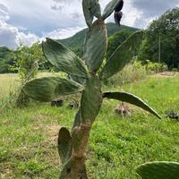 Cactus fichi d’india 145 cm