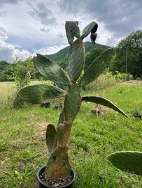 Cactus fichi d’india 145 cm