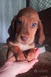 Cuccioli springer/segugio