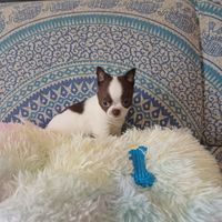 Chihuahua