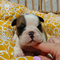 Bulldog inglese