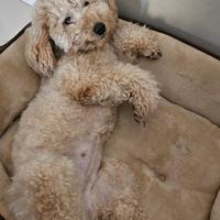 Vendita cuccioli barboncini piccola taglia