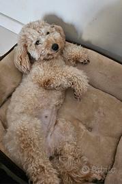 Vendita cuccioli barboncini piccola taglia