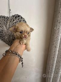 Cucciolo chihuahua mini