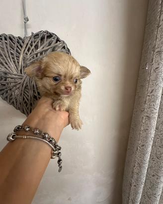 Cucciolo chihuahua mini
