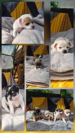 Cuccioli di Chihuahua