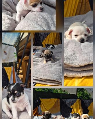 Cuccioli di Chihuahua
