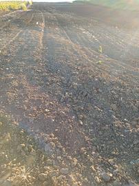 terreno agricolo 