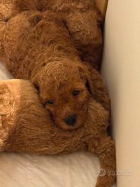 Cuccioli barboncino