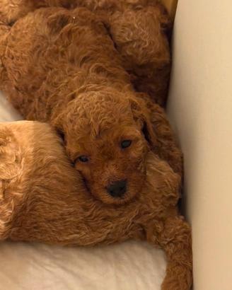 Cuccioli barboncino