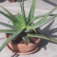 Pianta agave