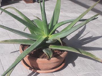 Pianta agave