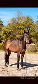 Cavallo da sella