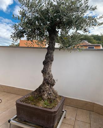 Bonsai olivo