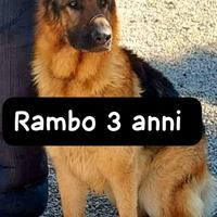 Rambo pastore tedesco 3 anni