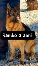 Rambo pastore tedesco 3 anni