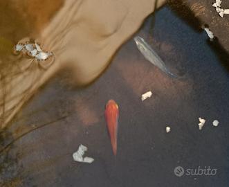pesci rossi, carassi, oranda