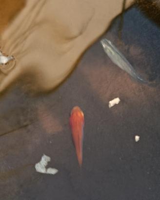 pesci rossi, carassi, oranda