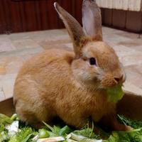 Coniglio nano