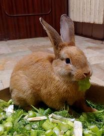 Coniglio nano