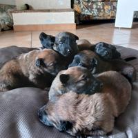 Cucciolata pastore belga malinois