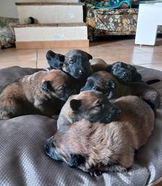 Cucciolata pastore belga malinois