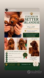Vendita splendidi Setter irlandesi