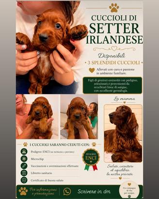 Vendita splendidi Setter irlandesi