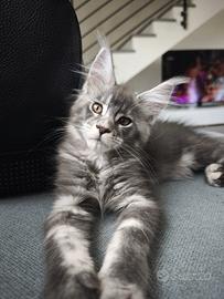 Maine coon femmina-allevamento Meriggio d'Oro