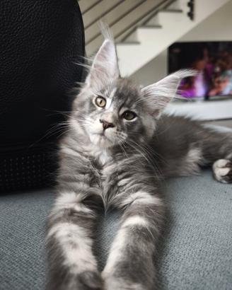 Maine coon femmina-allevamento Meriggio d'Oro