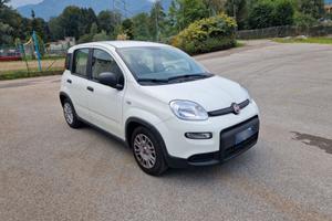Panda hybrid