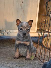 Australian Cattle Dog